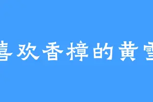 喜欢香樟的黄雪