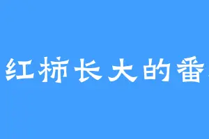 吃西红柿长大的番茄籽